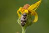 Lygus pratensis